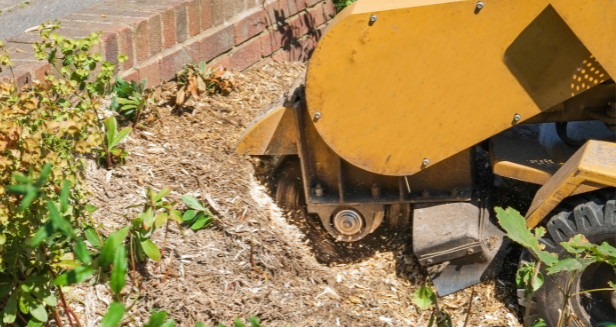 This is a photo of stump grinding being carried out in Waterlooville by The Tree Surgeon Waterlooville