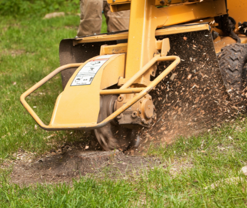 This is a photo of stump grinding being carried out in Waterlooville by The Tree Surgeon Waterlooville