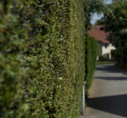 This is a photo of hedge cutting being carried out in Waterlooville by The Tree Surgeon Waterlooville