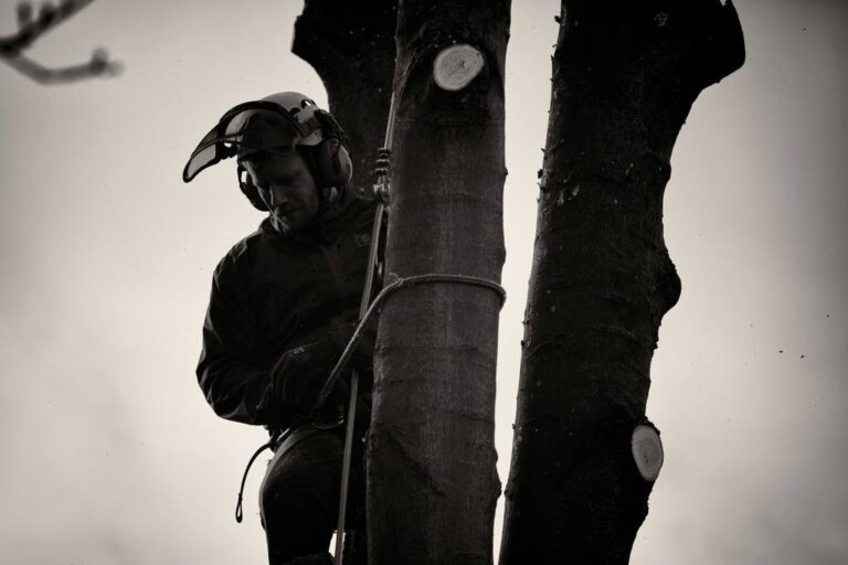 This is a photo of tree surgery being carried out in Waterlooville by The Tree Surgeon Waterlooville