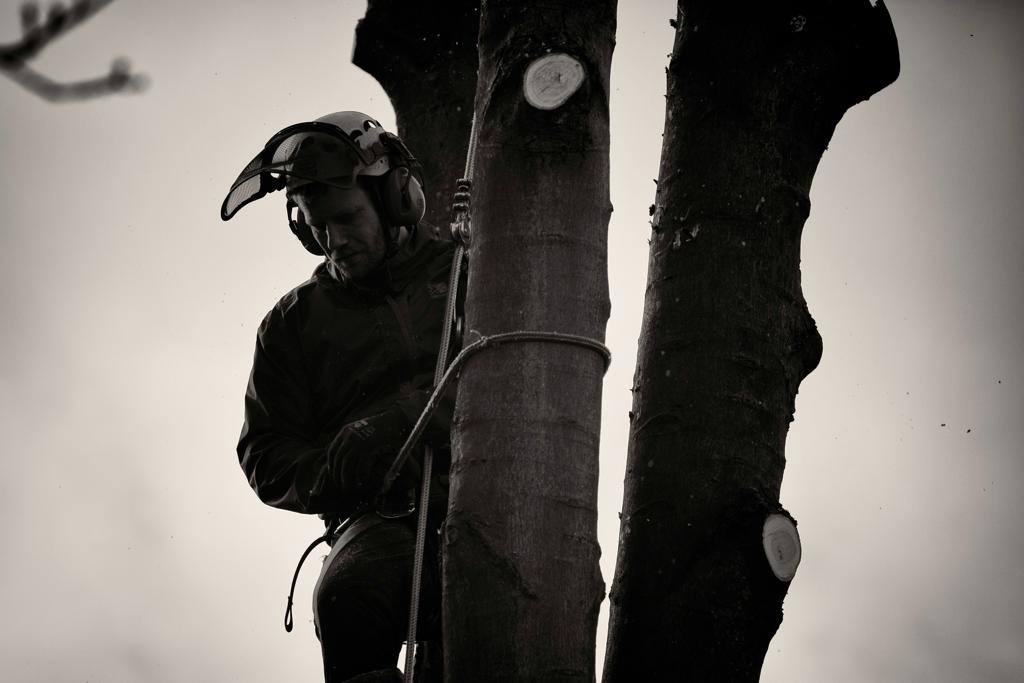 This is a photo of tree surgery being carried out in Waterlooville by The Tree Surgeon Waterlooville