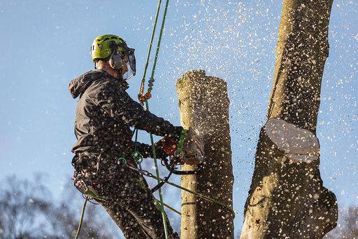 This is a photo of tree surgery being carried out in Waterlooville by The Tree Surgeon Waterlooville